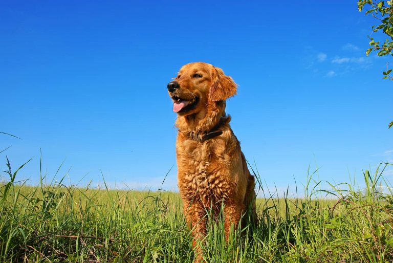 dog in field
