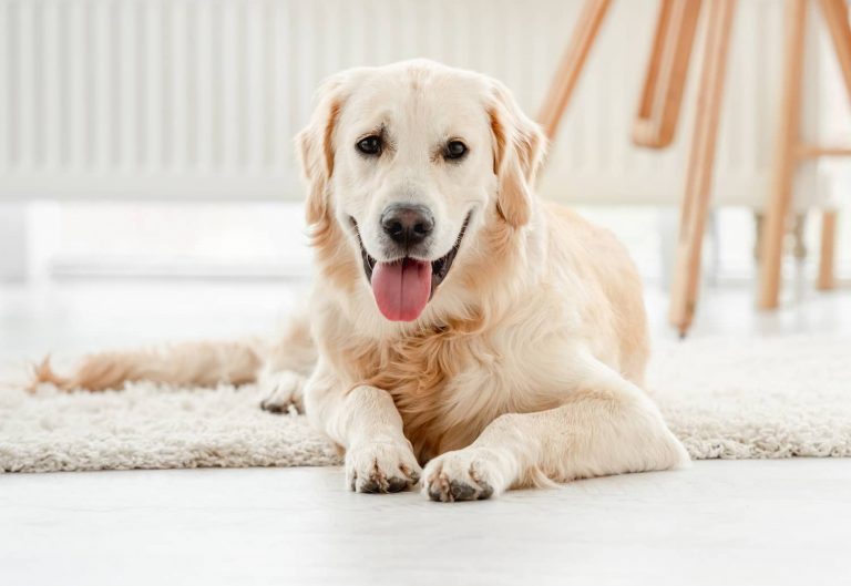 causes of seizures in dogs