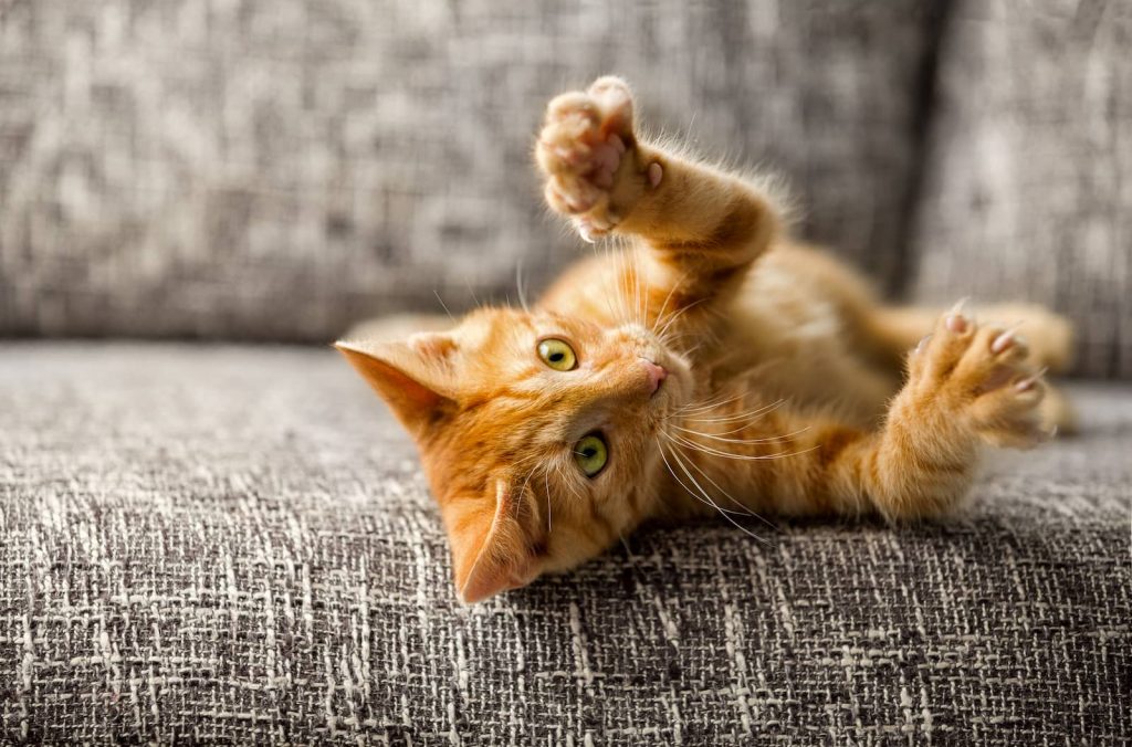 onsior for cats