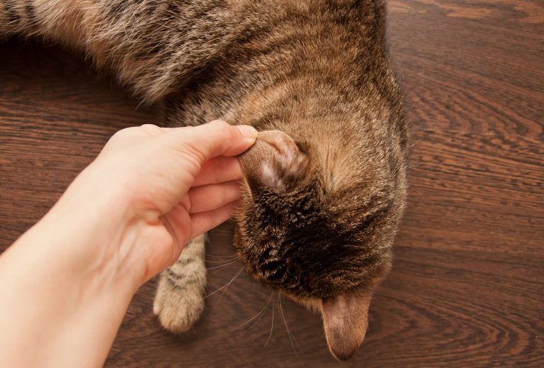 symptoms of ringworm in cats