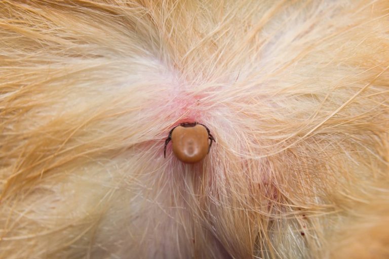 tick on dog