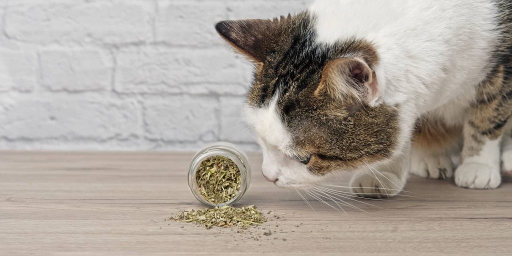 catnip