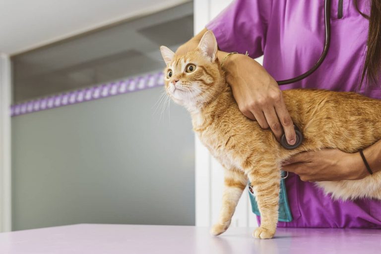 triaditis in cats