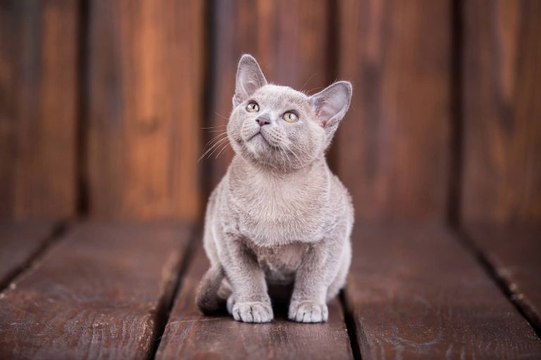 burmese cat