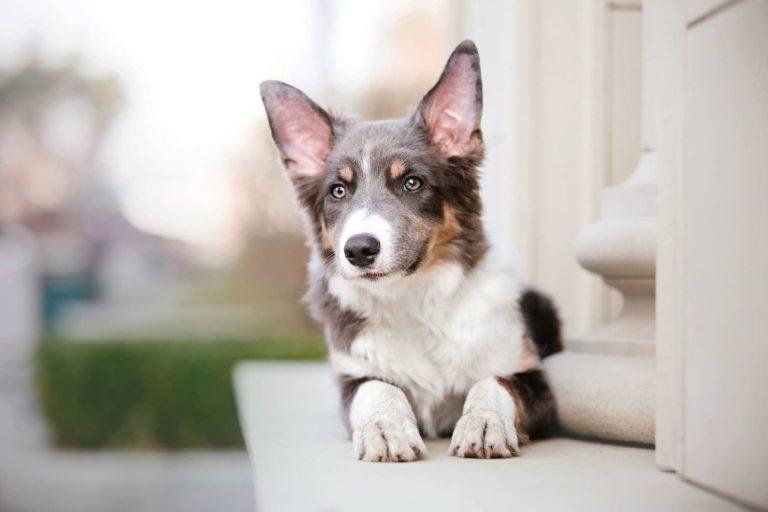 tremors in dogs