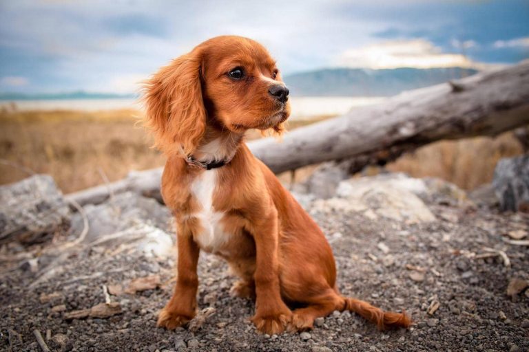 dog looking at side