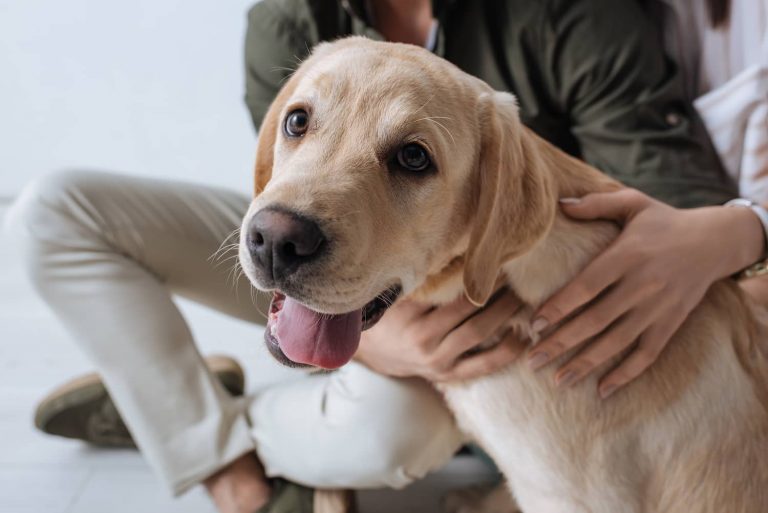 pulmonary edema dog