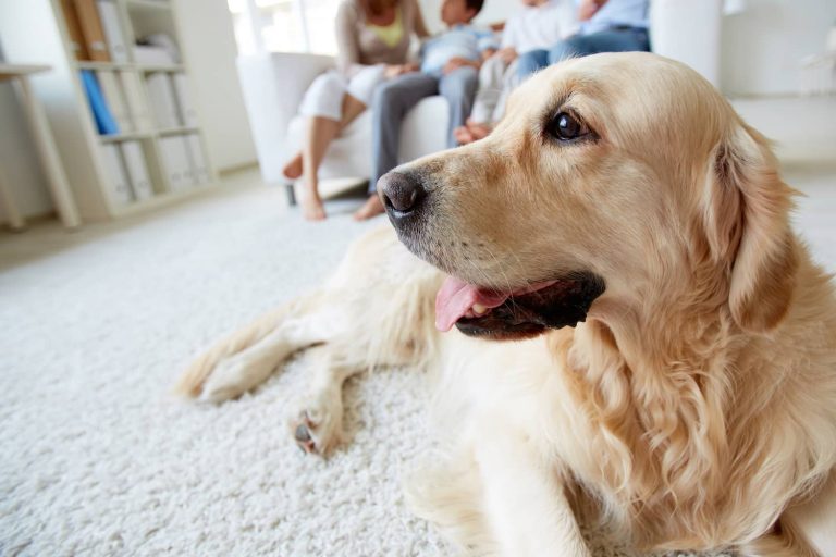 dog with family