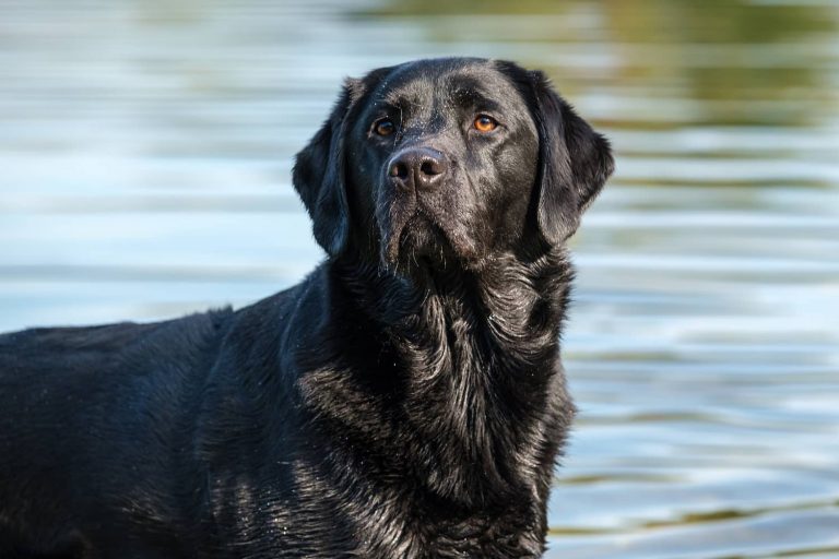 male dog
