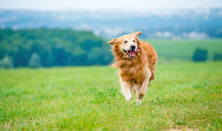 running dog