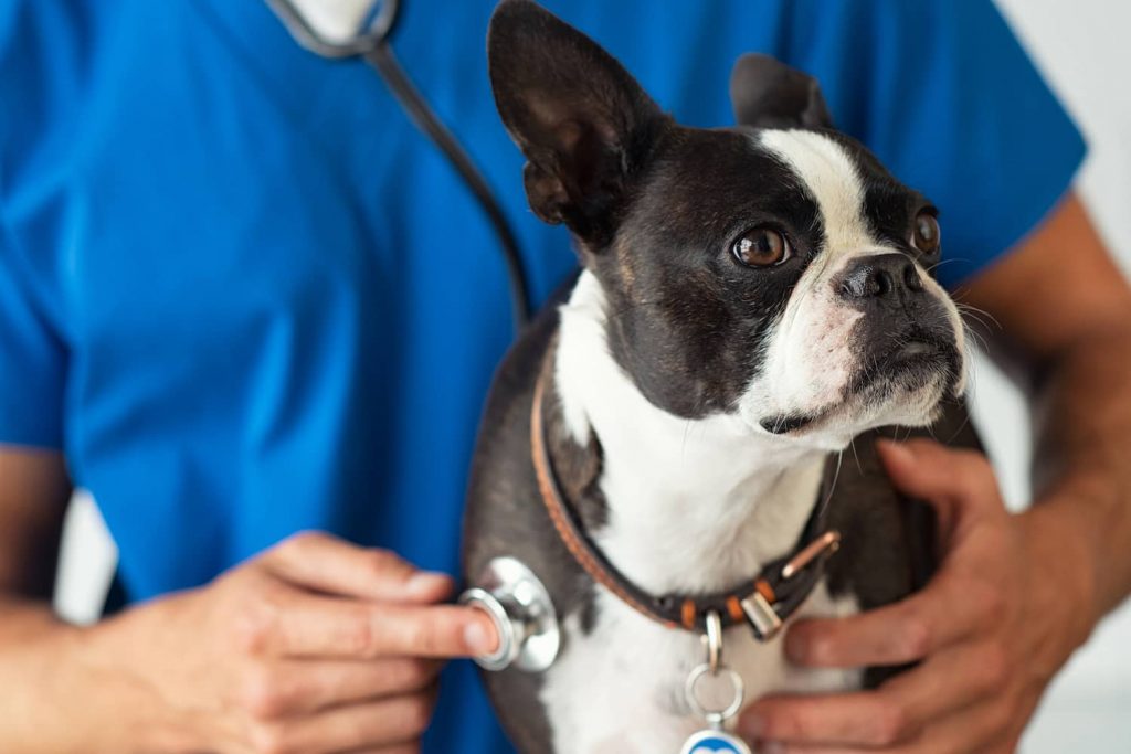 vet checking dogs heart