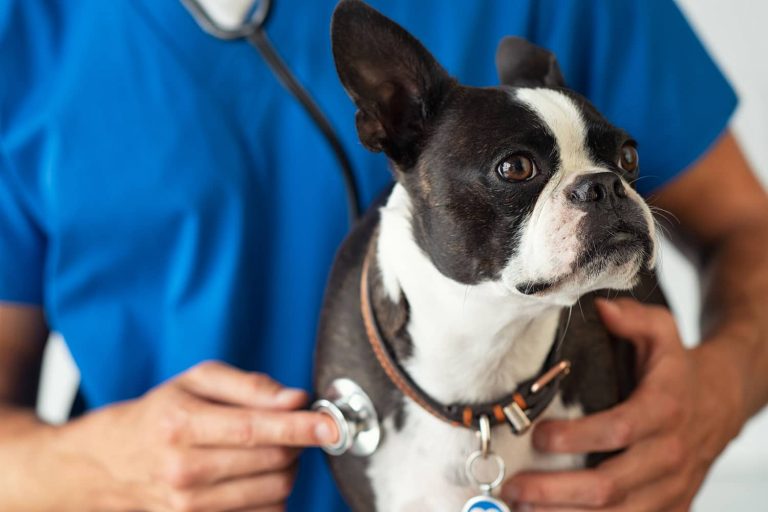 vet checking dogs heart