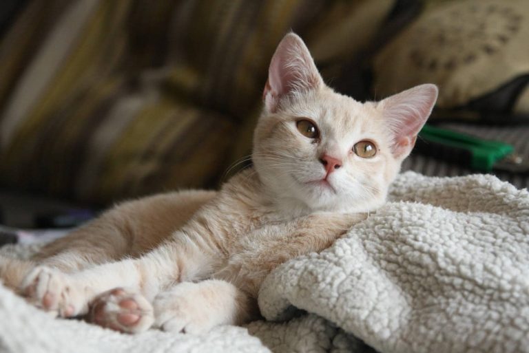 FIV in cats