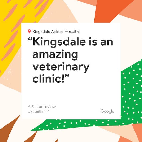 Veterinarian in Kitchener