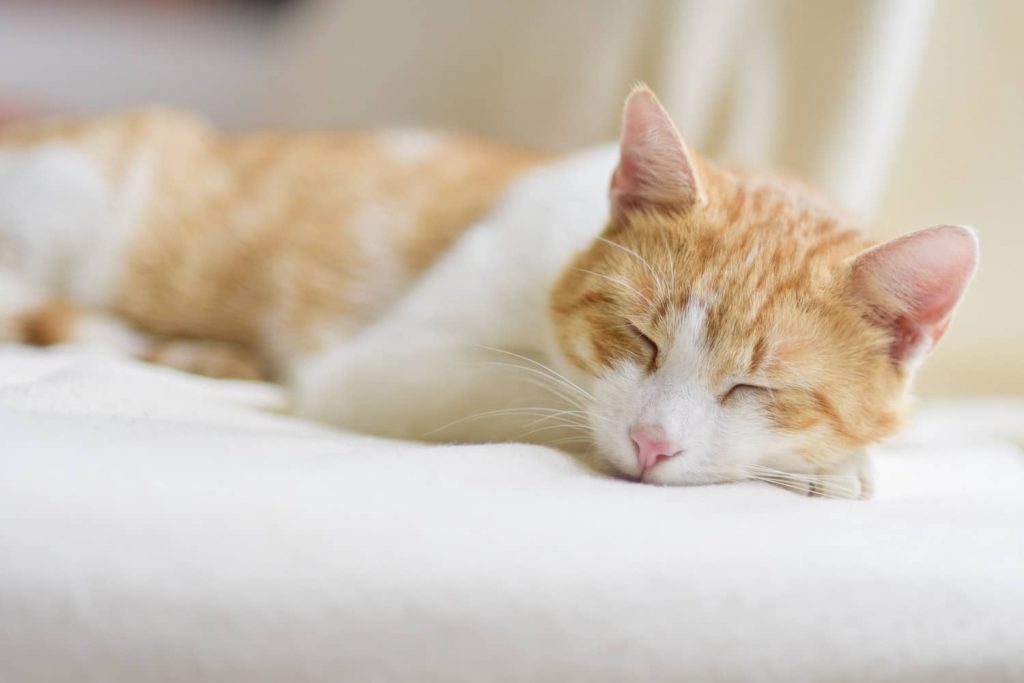 autoimmune diseases in cats