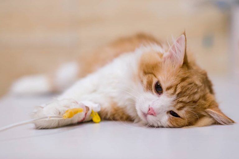 FIP in cats