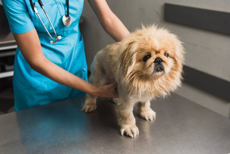 vet examining small dog