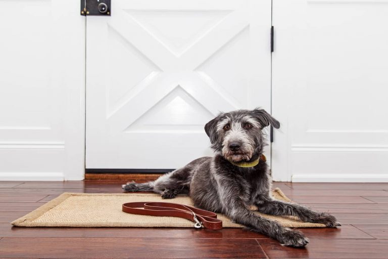dog laying on floor