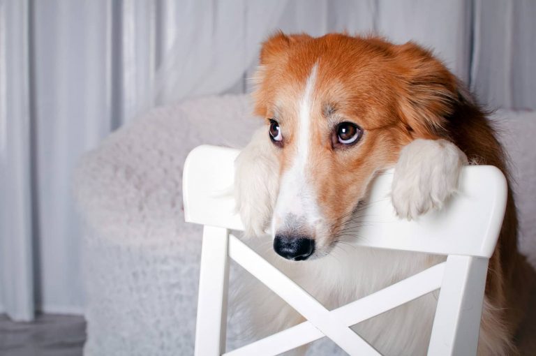dog on chair