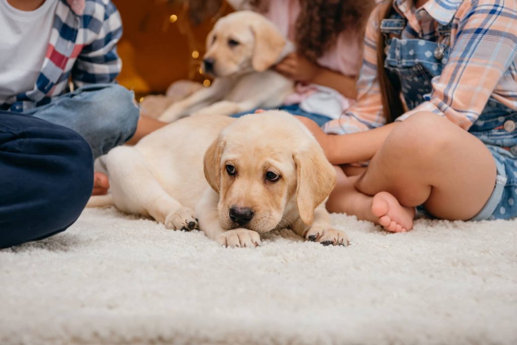 lab puppy