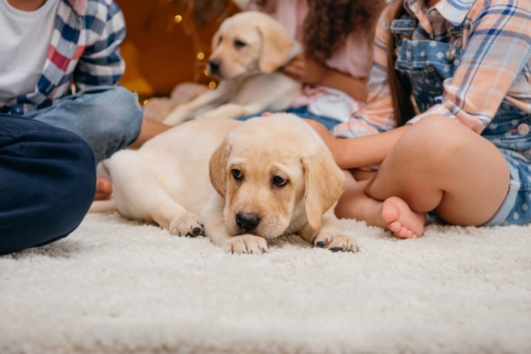 lab puppy