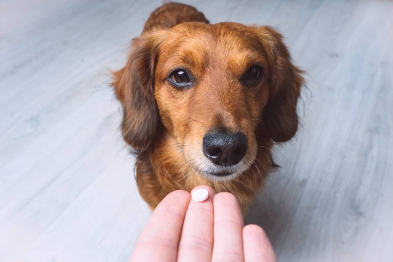 prednisone for dogs