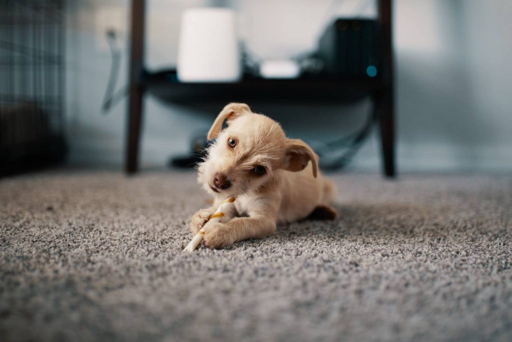 new puppy tips