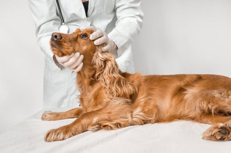dog ocular exam