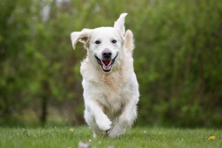 weakness in dogs