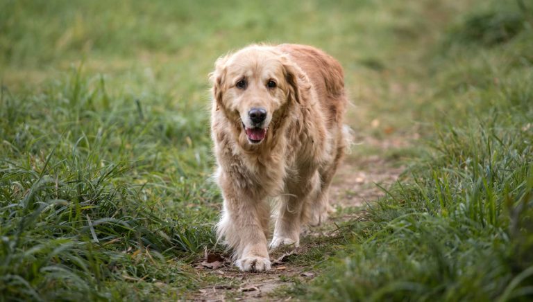 pyometra in dogs