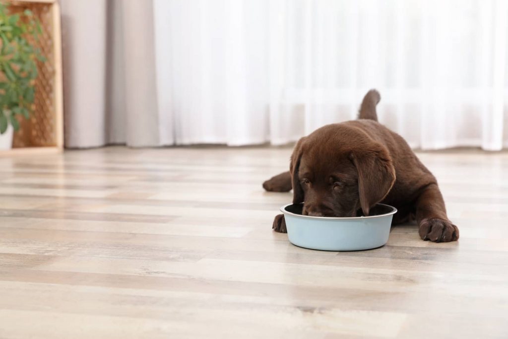 feeding schedule for puppies