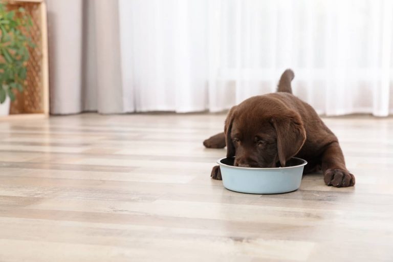 feeding schedule for puppies