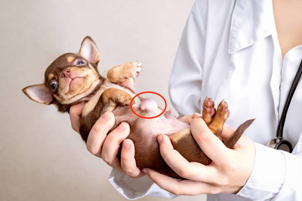 umbilical hernia in dogs