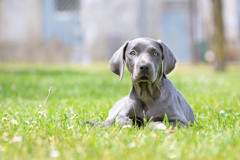 weimaraner dog