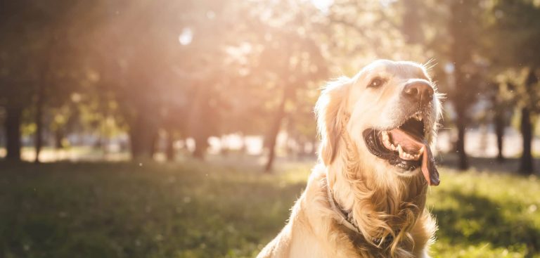 antihistamines for dogs