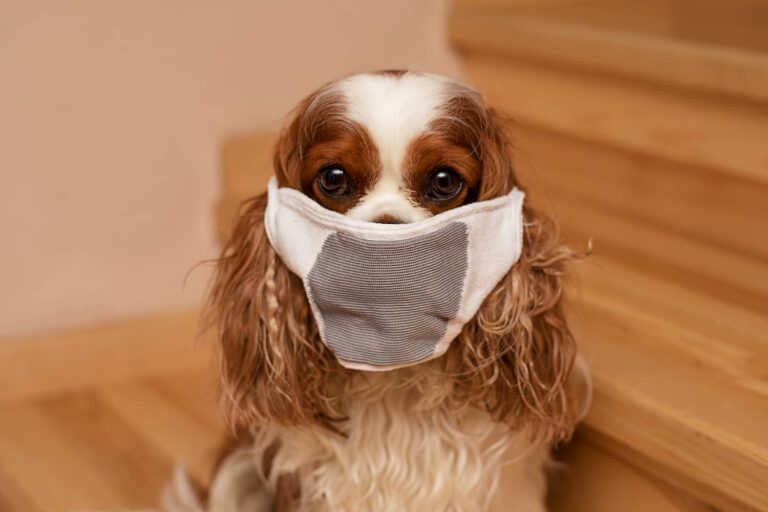 bad breath in dogs