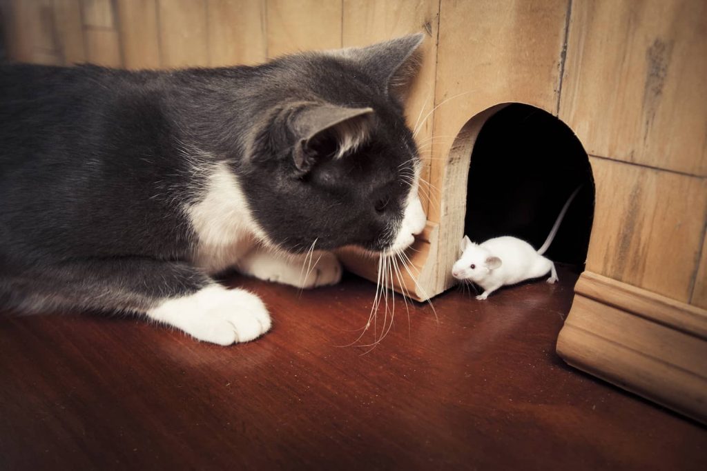 cat and mouse tapeworms