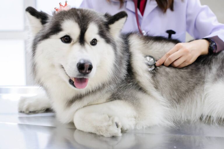 husky at vet