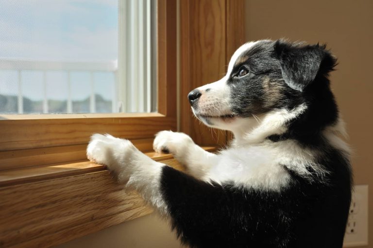 dog looking out window