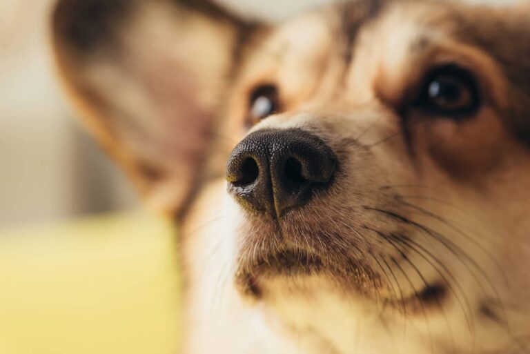 runny nose in dogs