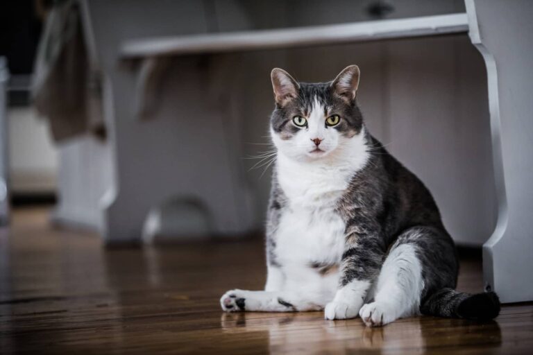 obesity in cats