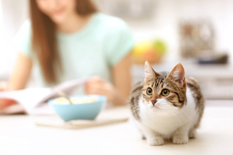 solensia for cats