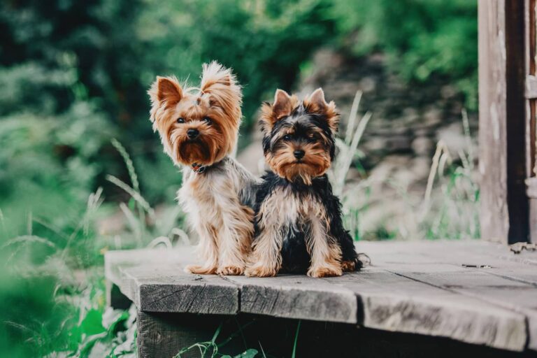 yorkies
