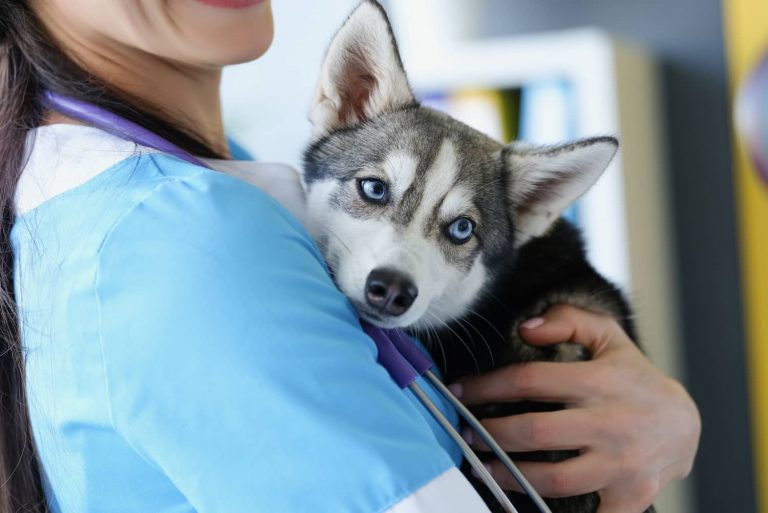vet and husky