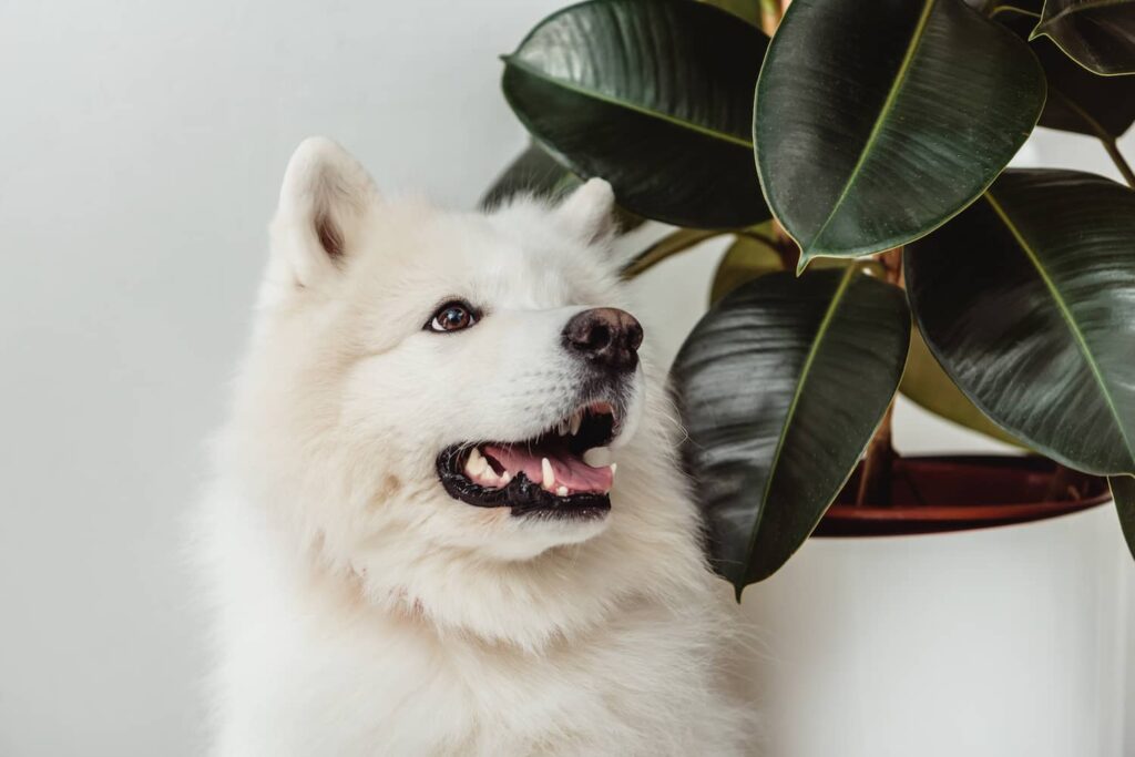 white dog