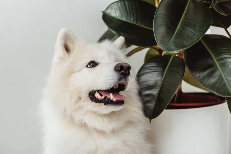 white dog