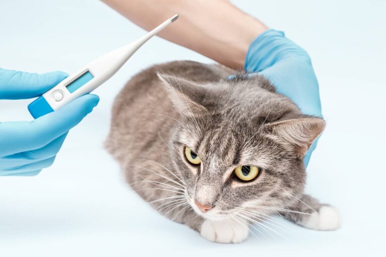 panleukopenia in cats