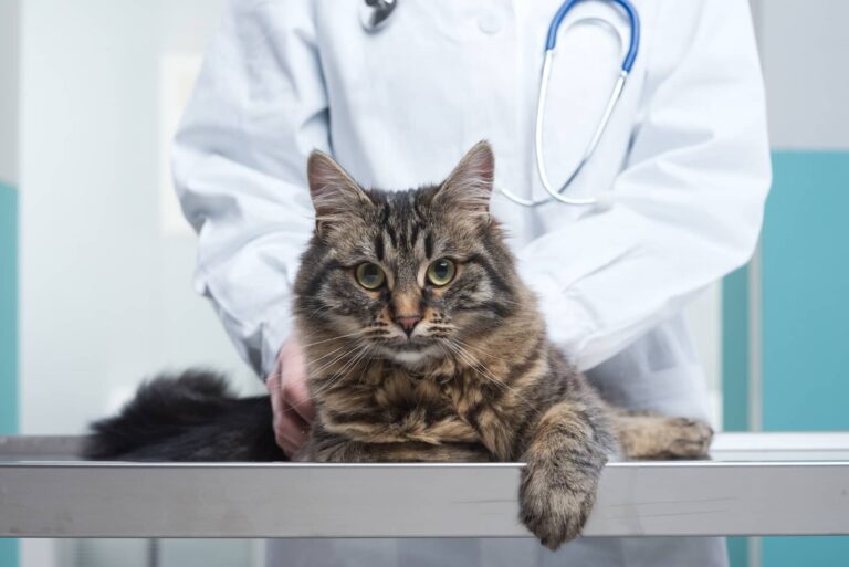 symptoms of feline leukemia