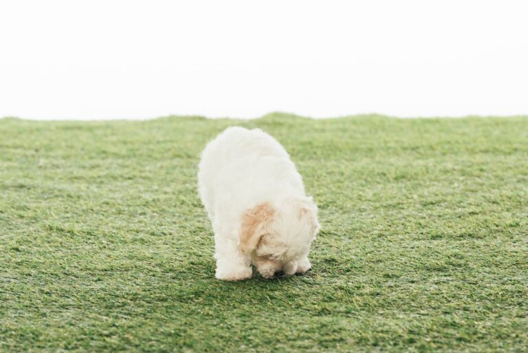 coprophagia in dogs