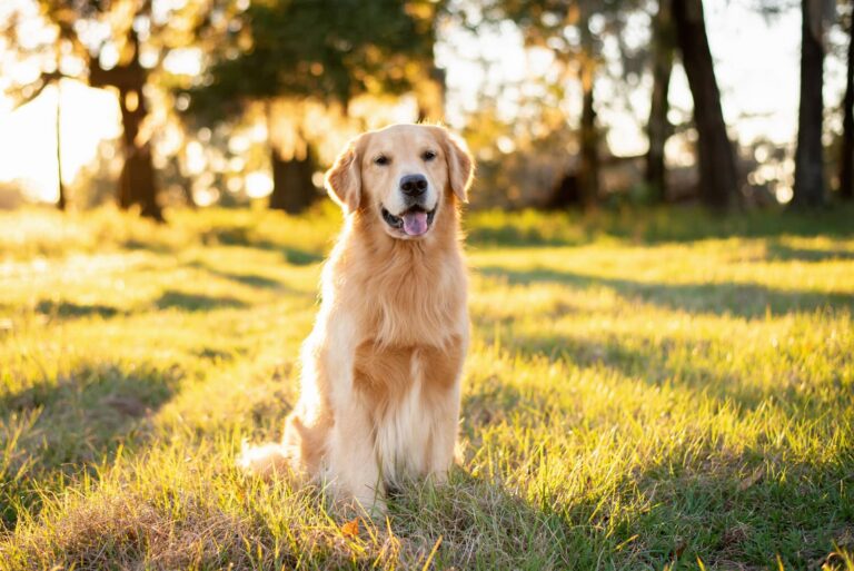 dog in field, exposed to heartworm and ticks
